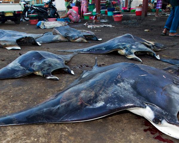 Mobula Japanica rays are lined at the Tanjung Luar fish market, Lombok, Indonesia © Paul Hilton / WWF