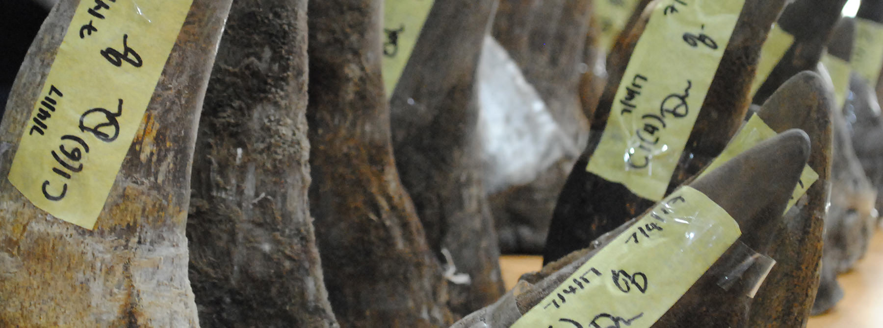 Seized rhino horns in Kuala Lumpur International Airport, Malaysia © TRAFFIC