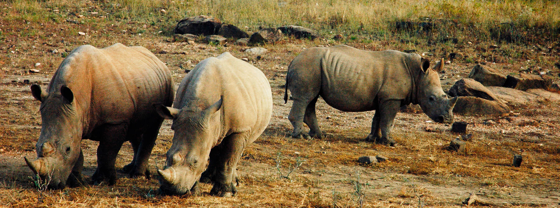 White Rhino at the GocheGanas Nature Reserve © WWF-US / Betty Mclaughlin Meyer