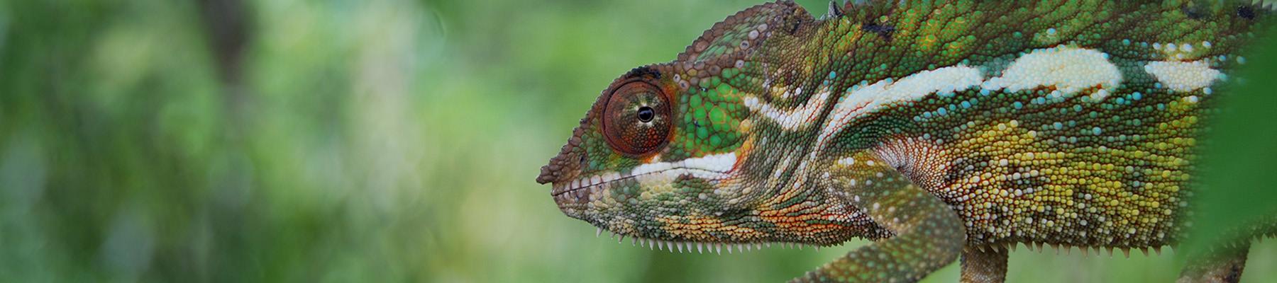 Panther chameleon Furcifer pardalis, Madagascar © WWF / Martina Lippuner