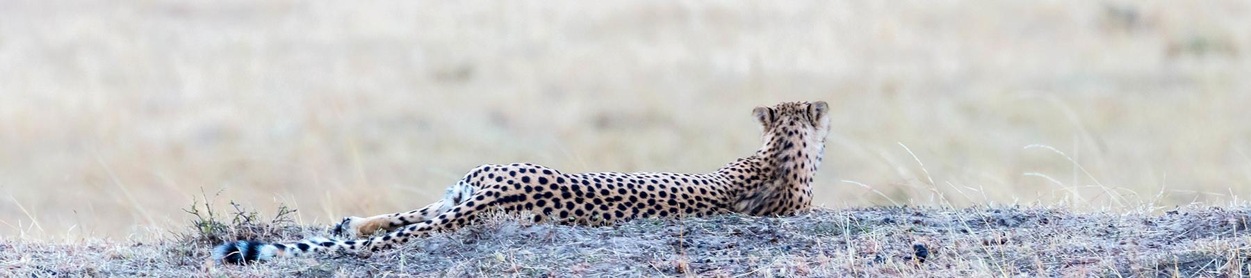 A Cheetah lazing on a small outcrop in Masai Mara, Kenya © Harish Segar / WWF