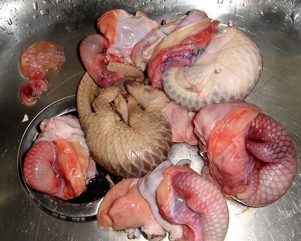 Pangolins being processed for consumption at a pangolin plant in Africa