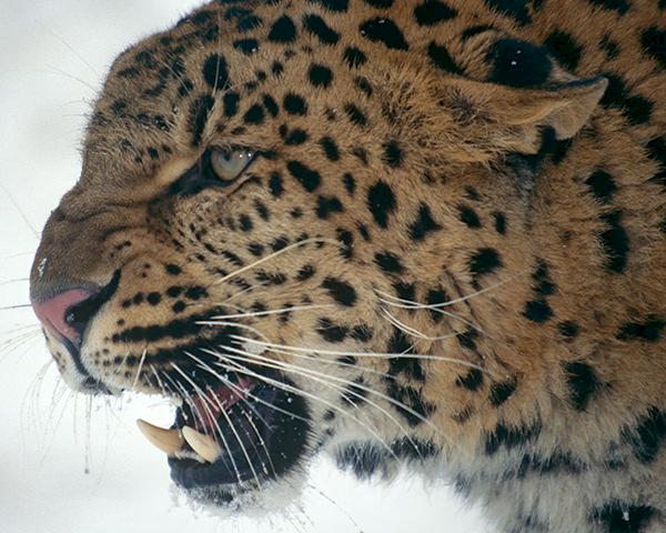 Amur leopard Panthera pardus orientalis © naturepl.com / Lynn M. Stone / WWF