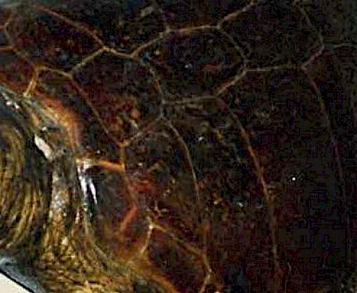 Turning the tide for marine turtles