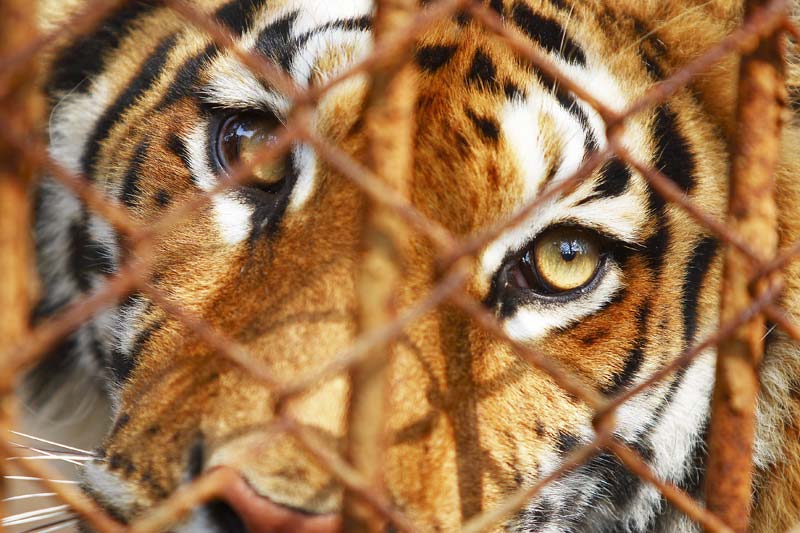 CITES: Breeding tigers for trade soundly rejected—WWF/TRAFFIC - Wildlife  Trade News from TRAFFIC