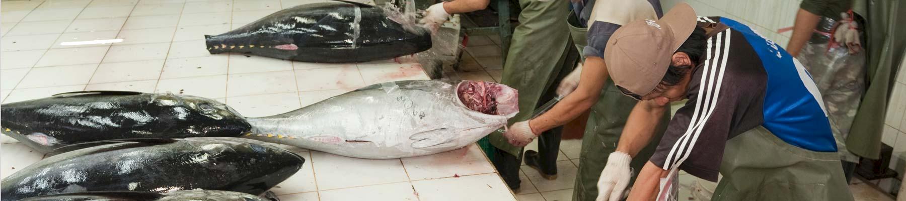 Processing plant for tunas caught by long-liner vessels © Jürgen Freund / WWF 