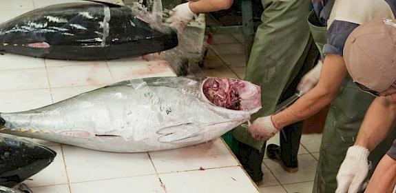 Processing plant for tunas caught by long-liner vessels © Jürgen Freund / WWF 