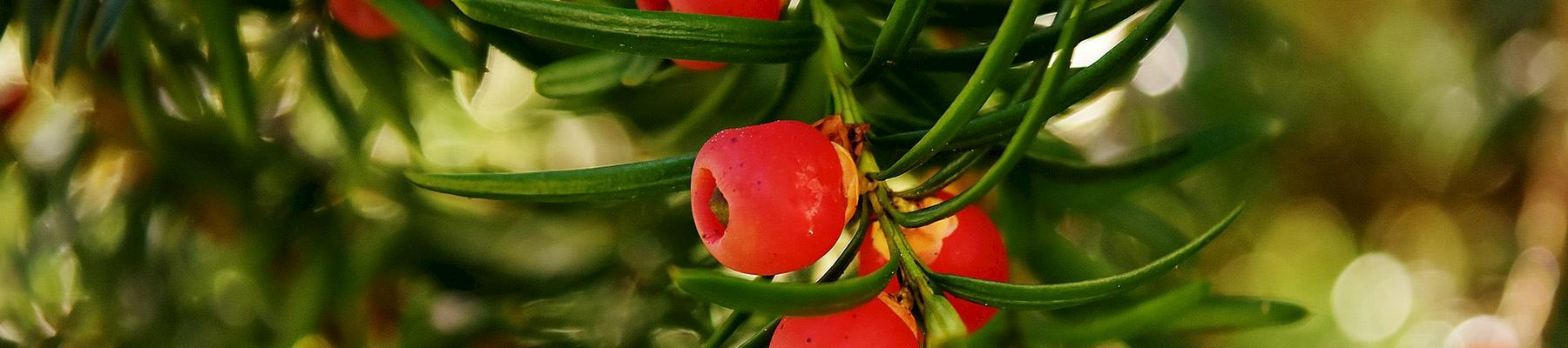 Some species of Taxus yews are heavily over-harvested after their cancer-curative properties were discovered