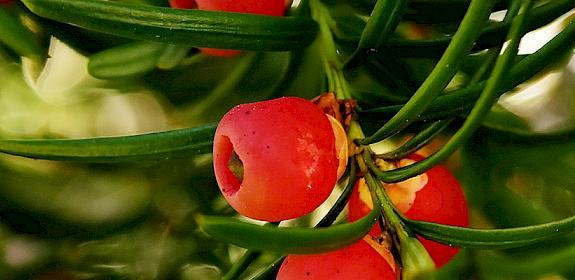 Some species of Taxus yews are heavily over-harvested after their cancer-curative properties were discovered