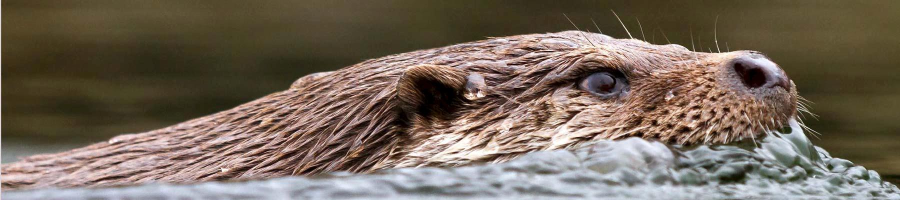 The Eurasian Otter is nominally protected by legislation in most of Southeast Asia © IUCN-Otter Specialist Group 
