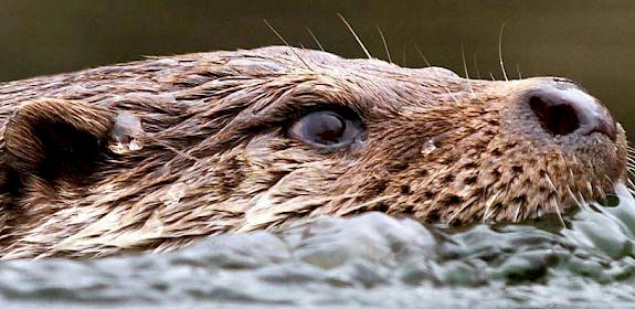 The Eurasian Otter is nominally protected by legislation in most of Southeast Asia © IUCN-Otter Specialist Group 