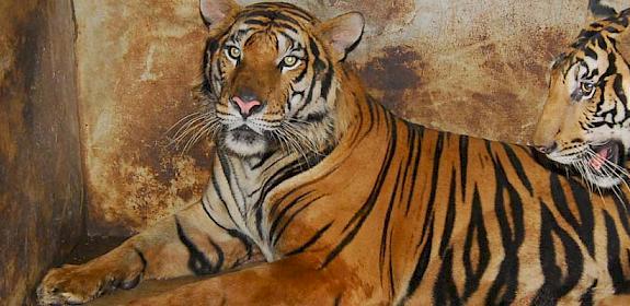Caged tigers © Anton Vorauer / WWF 