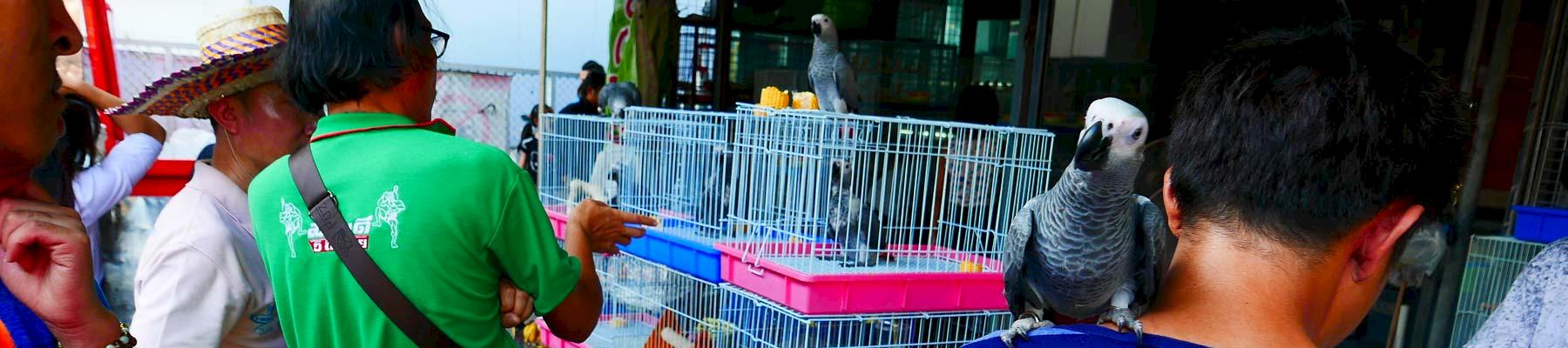 Visitors inspect birds for sale - many wild-sourced - at Chatuchak market, Thailand © TRAFFIC 