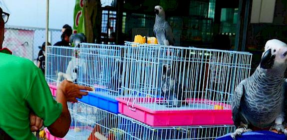Visitors inspect birds for sale - many wild-sourced - at Chatuchak market, Thailand © TRAFFIC 