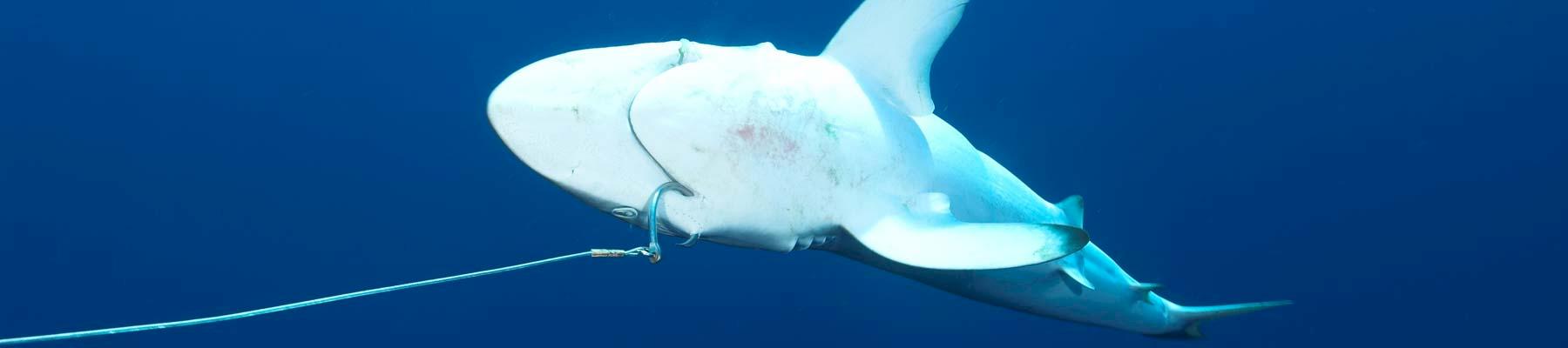 Silky shark on a longline hook, Indian Ocean © Simon Buxton / WWF 