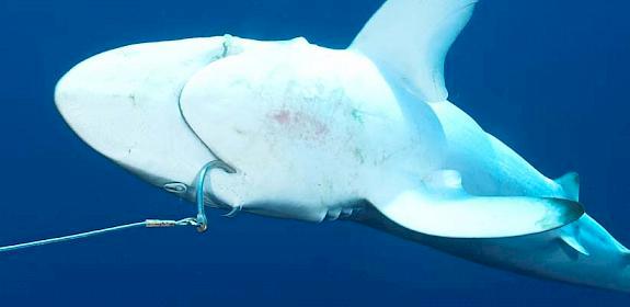 Silky shark on a longline hook, Indian Ocean © Simon Buxton / WWF 