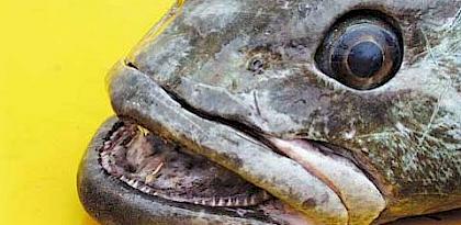 Continuing CCAMLR’S Fight Against IUU Fishing For Toothfish