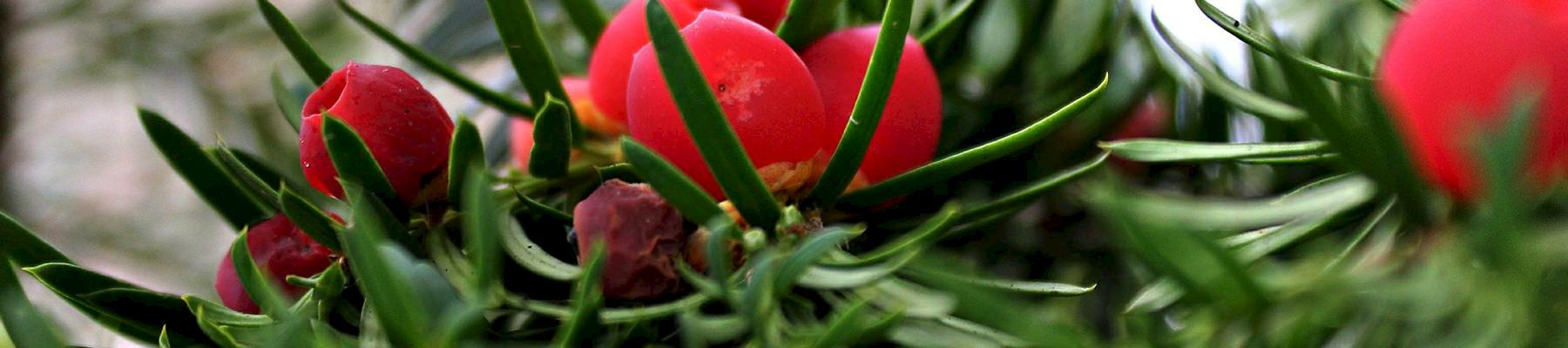 Yew tree - one of the seven medicinal and aromatic species examined