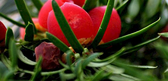 Yew tree - one of the seven medicinal and aromatic species examined