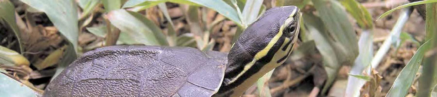 Only a fraction of Malayan Box Turtle hatchlings reach maturity Sabine Schoppe / TRAFFIC 