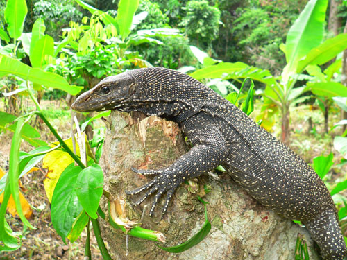 photo of monitor lizard