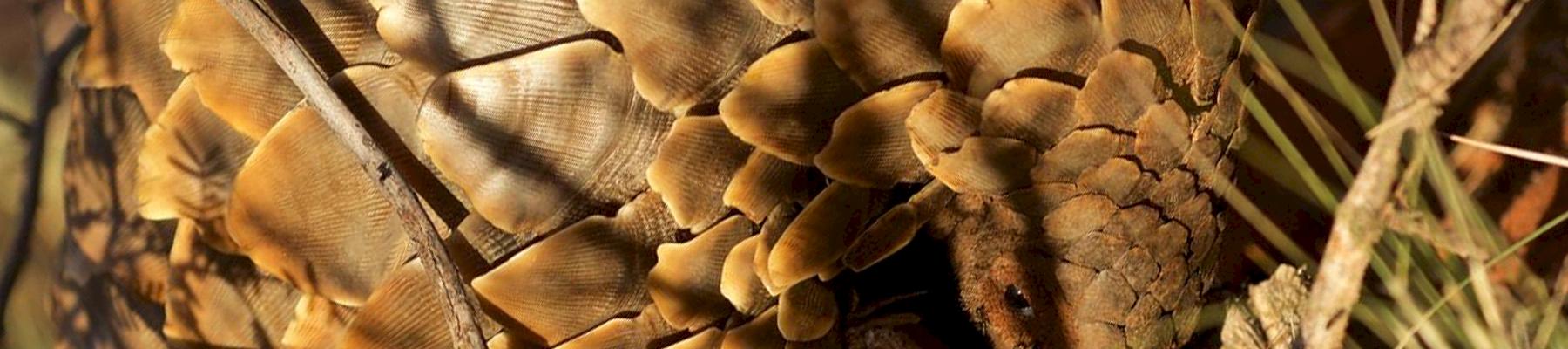 Ground pangolin Smutsia temminckii in Kalahari, South Africa © Richard Roth