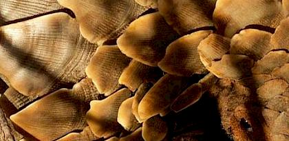 Synthetic rhino horn, pangolin trafficking & China’s wild plants—all featured in the latest TRAFFIC Bulletin