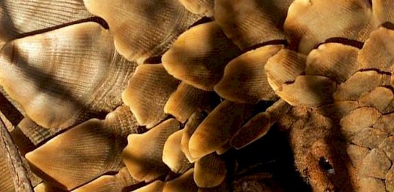 Ground pangolin Smutsia temminckii in Kalahari, South Africa © Richard Roth