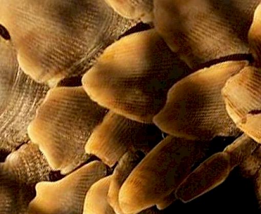 Synthetic rhino horn, pangolin trafficking & China’s wild plants—all featured in the latest TRAFFIC Bulletin