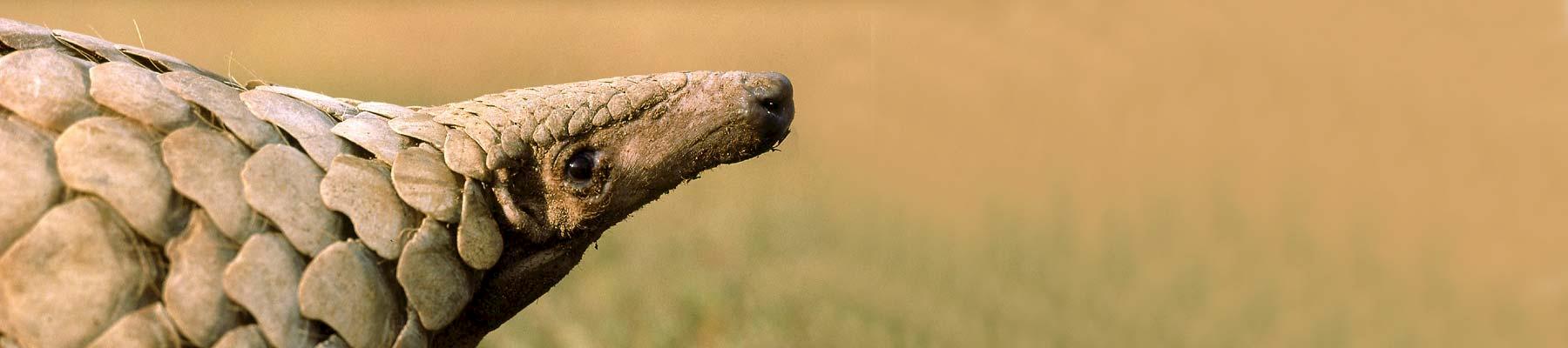 Indian Pangolin Manis crassicaudata  © Gerald Cubitt / IUCN Pangolin Specialist Group