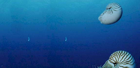 Pearly nautilus Nautilus pompilius Indo-Pacific Ocean © Jürgen Freund / WWF
