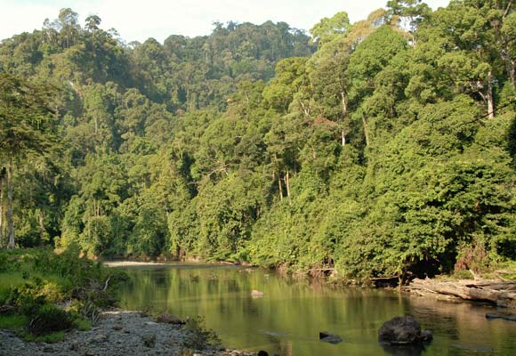 Borneo stands up for its wildlife - Wildlife Trade News from TRAFFIC