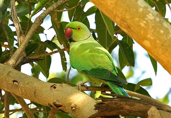 TRAFFIC highlights illegal wildlife trade at Sonepur Fair, India ...