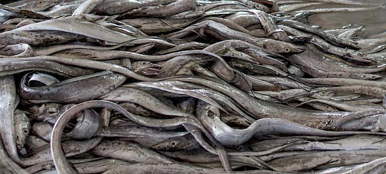 Understanding China’s fish trade and traceability - Wildlife Trade ...