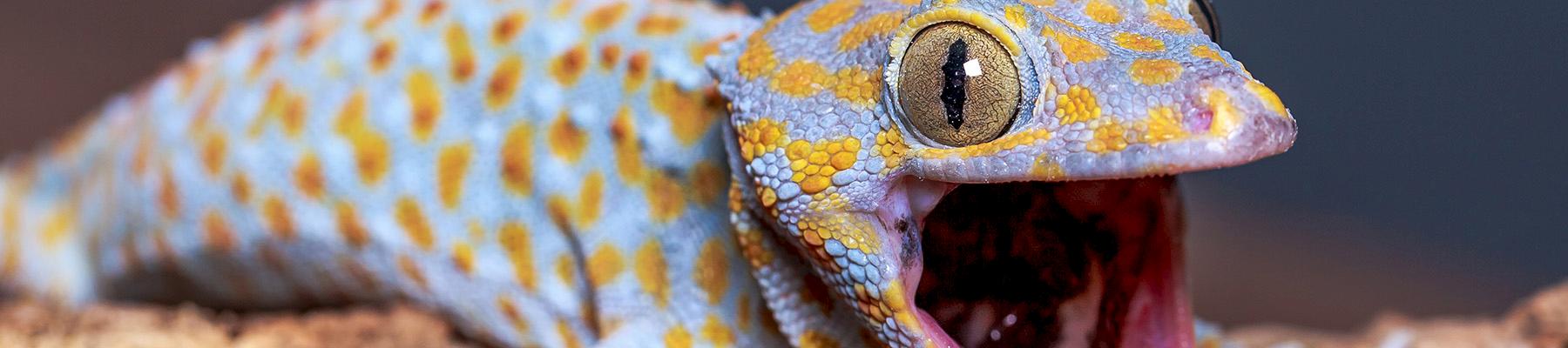 Tokay Gecko © Reptiles Plus / Generic CC 2.0