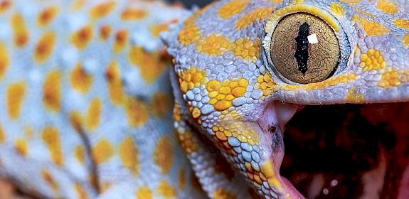 Tokay Gecko © Reptiles Plus / Generic CC 2.0