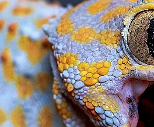 Adding up the numbers: An investigation into commercial breeding of Tokay Geckos in Indonesia