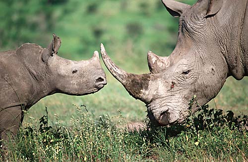 Le nombre de rhinocéros est en augmentation en Afrique