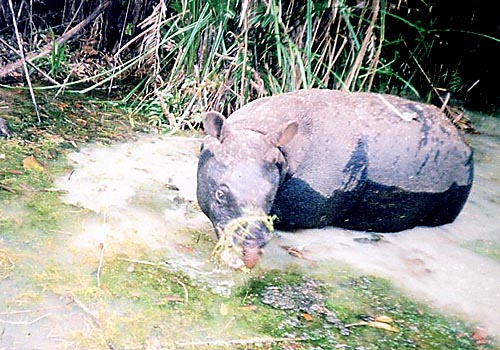 Javan Rhino poached in Viet Nam - Wildlife Trade News from TRAFFIC