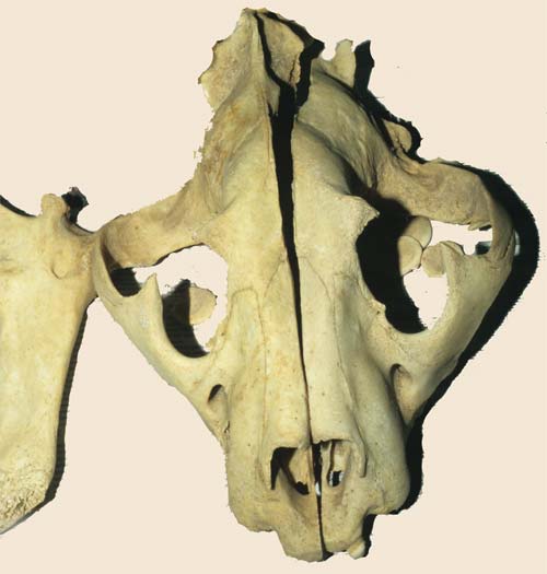 Trade In Skull And Bones
