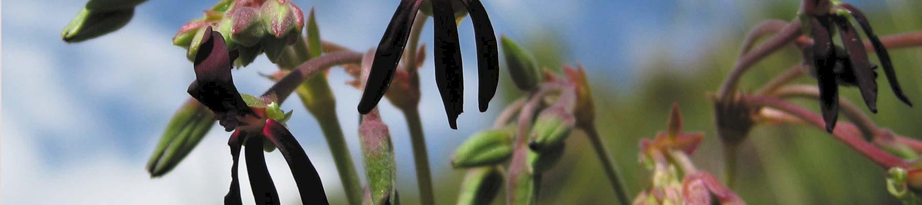 Pelargonium sidoides © Britta Paetzold 