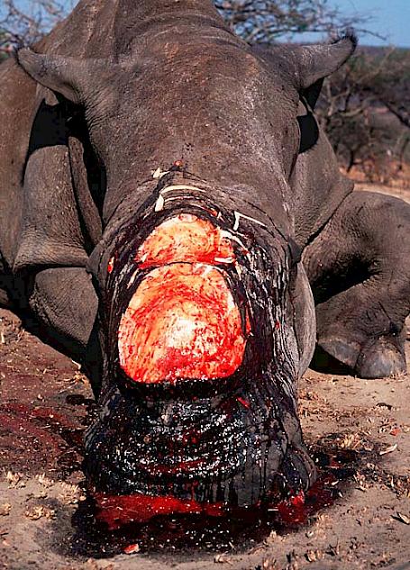 Rhino horn demand leads to record poaching - Wildlife Trade News from  TRAFFIC