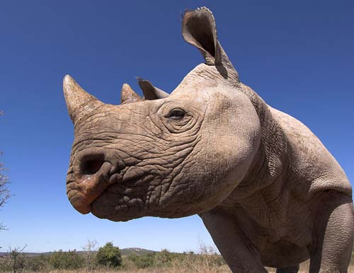 Rhino poaching deaths continue to increase in South Africa - Wildlife Trade  News from TRAFFIC