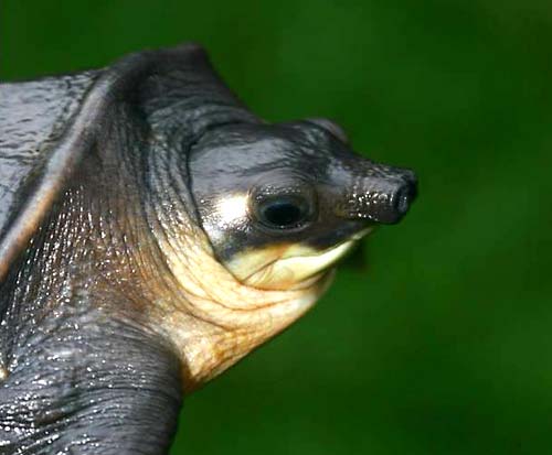Almost 1,500 turtles “crammed like sardines” into suitcases - Wildlife