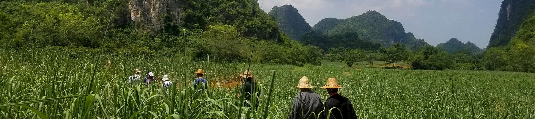 Wild plant collectors walk through fields in Chongzuo © TRAFFIC/Zhi Zheng