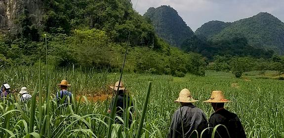 Wild plant collectors walk through fields in Chongzuo © TRAFFIC/Zhi Zheng