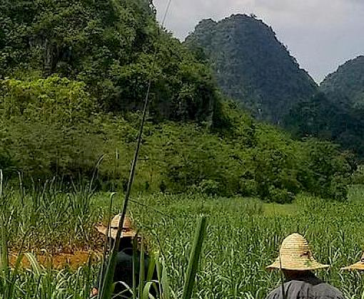 Enhancing Practical Skills for Sustainable Trade in Wild Plants in Guangxi