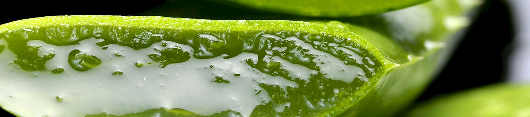 Aloe Aloe ferox, widely used throughout cosmetics and health products much of which is collected from the wild