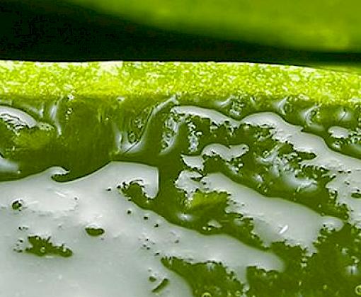 Wild at Home: An overview of the harvest and trade in wild plant ingredients