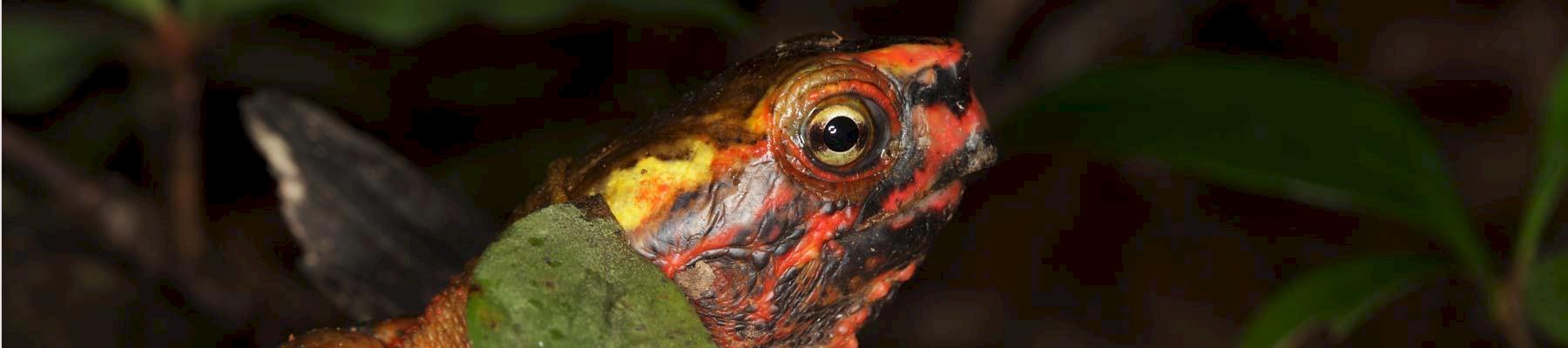 Ryukyu Black-breasted Leaf Turtle Geoemyda japonica © Klaus Stiefel (CC BY-NC 2.0) 